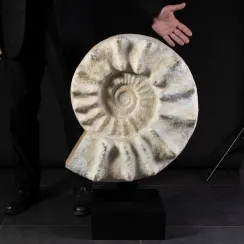 Ammoniti Kranaosphinctes (12)