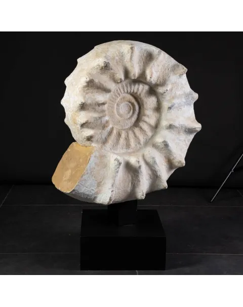 Enorme Ammonite Kranaosphinctes Sp. su base girevole