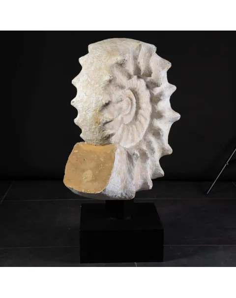 Enorme Ammonite Kranaosphinctes Sp. su base girevole
