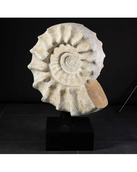 Enorme Ammonite Kranaosphinctes Sp. su base girevole