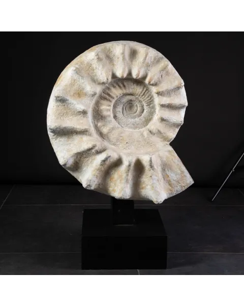 Enorme Ammonite Kranaosphinctes Sp. su base girevole