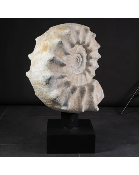 Enorme Ammonite Kranaosphinctes Sp. su base girevole
