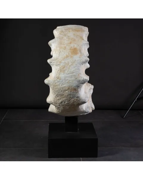 Enorme Ammonite Kranaosphinctes Sp. su base girevole