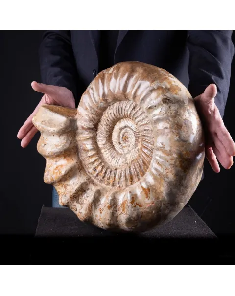 ammonite Kranaosphinctes