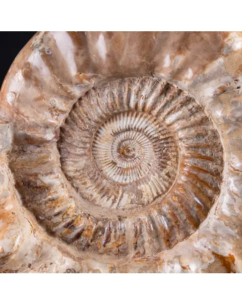 ammonite Kranaosphinctes