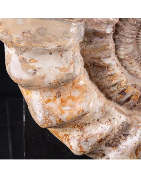 ammonite Kranaosphinctes