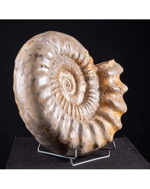ammonite Kranaosphinctes