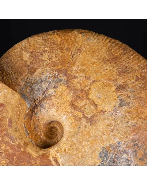 Ammonite Macrocephalites