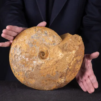 Ammonite Macrocephalites