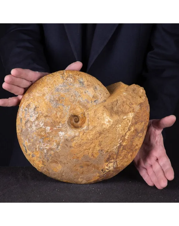 Ammonite Macrocephalites