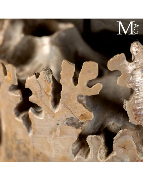Ammonite Lytoceras - Scultura del Tempo.