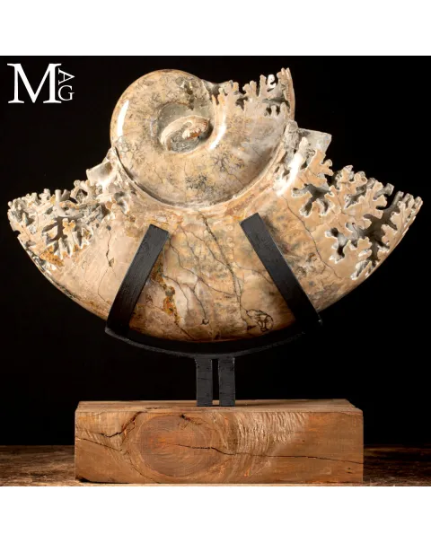 Ammonite Lytoceras - Scultura del Tempo.