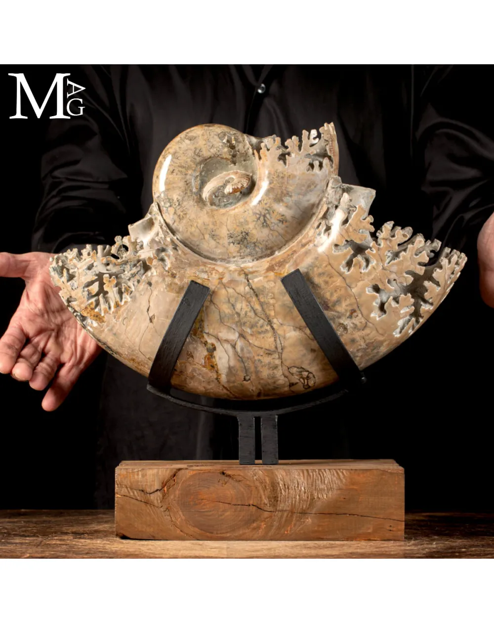 Ammonite Lytoceras - Scultura del Tempo.