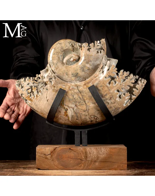 Ammonite Lytoceras - Scultura del Tempo.