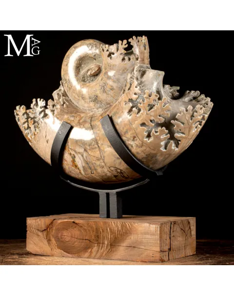 Ammonite Lytoceras - Scultura del Tempo.