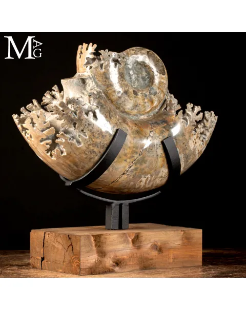 Ammonite Lytoceras - Scultura del Tempo.