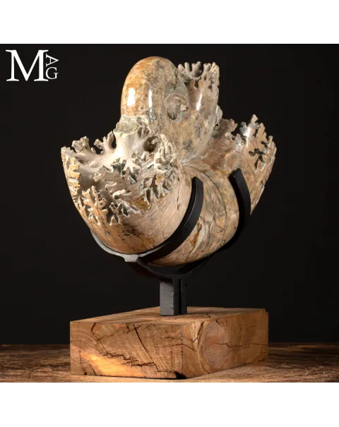 Ammonite Lytoceras - Scultura del Tempo.