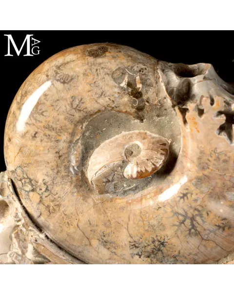 Ammonite Lytoceras - Scultura del Tempo.
