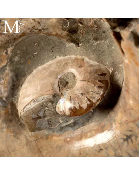 Ammonite Lytoceras - Scultura del Tempo.