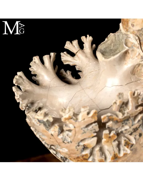 Ammonite Lytoceras - Scultura del Tempo.