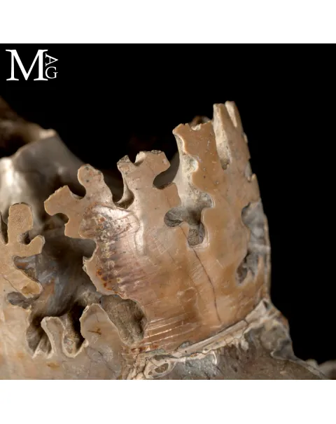 Ammonite Lytoceras - Scultura del Tempo.