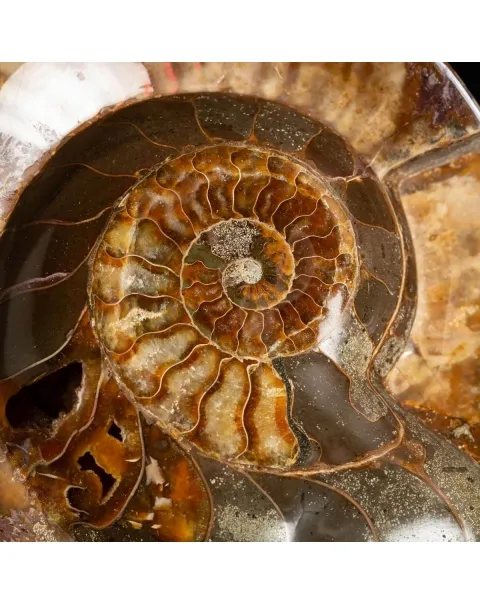 Ammonite Cleoniceras
