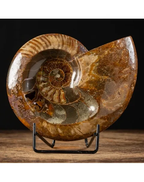 Ammonite Cleoniceras