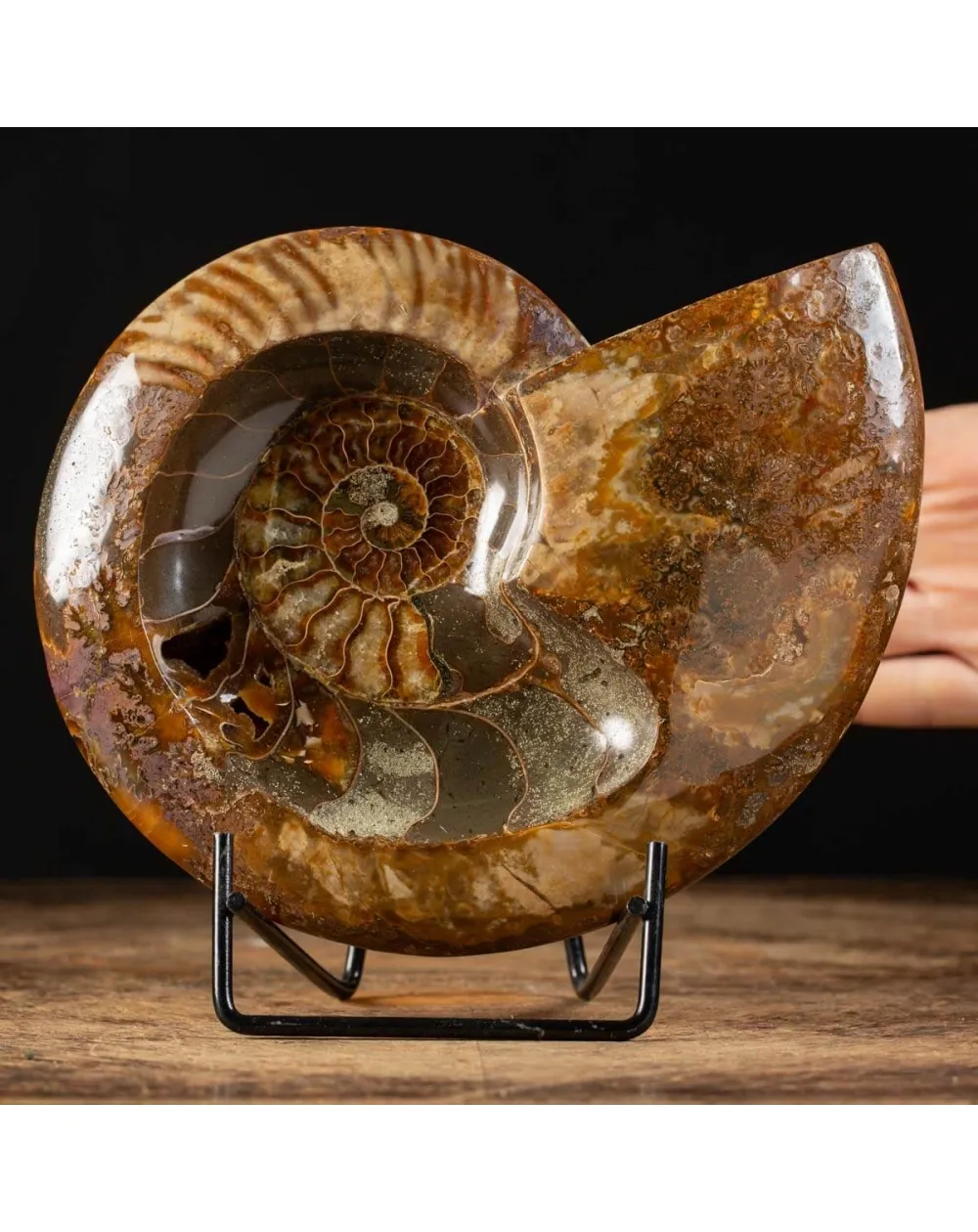 Ammonite Cleoniceras