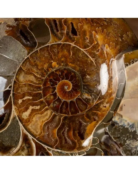 Ammonite Cleoniceras