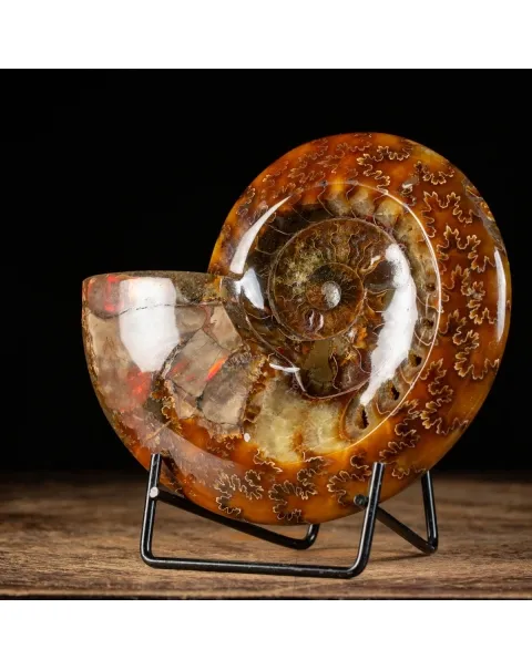 Ammonite Cleoniceras