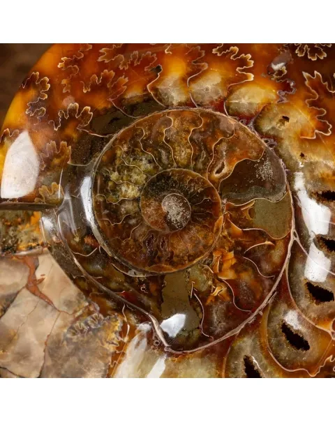 Ammonite Cleoniceras