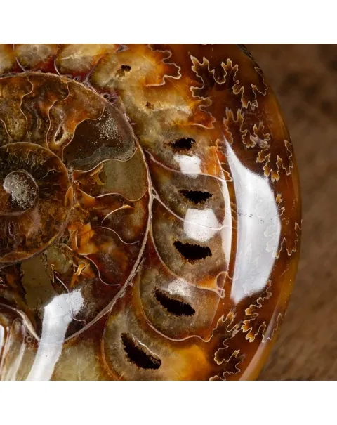 Ammonite Cleoniceras