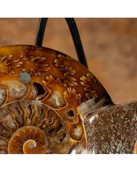 Ammonite Cleoniceras