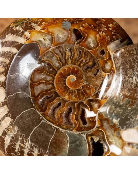 Ammonite Cleoniceras