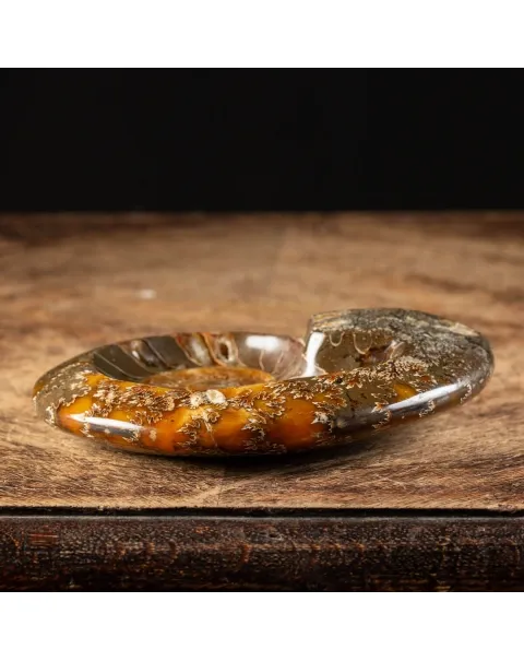 Ammonite Cleoniceras Lucida