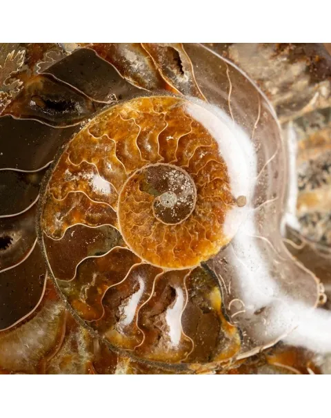 Ammonite Cleoniceras Lucida