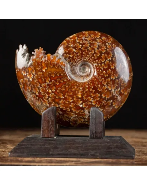 Ammonite Cleoniceras su Base decorativa
