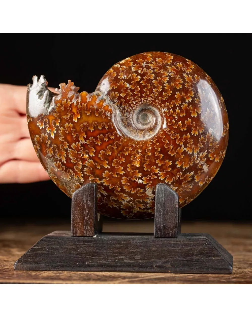 Ammonite Cleoniceras su Base decorativa