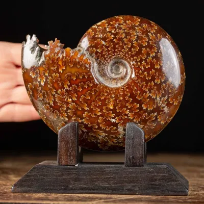 Ammonite Cleoniceras su Base decorativa