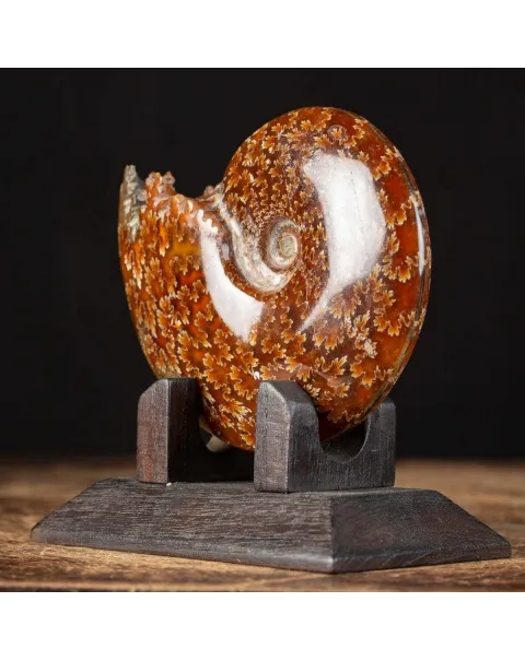 Ammonite Cleoniceras su Base decorativa