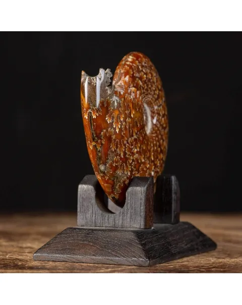 Ammonite Cleoniceras su Base decorativa