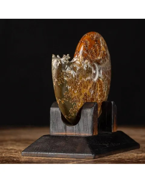 Ammonite Cleoniceras su Base decorativa