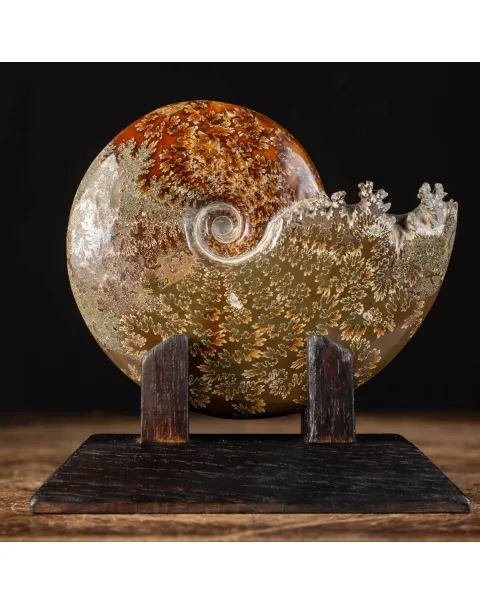 Ammonite Cleoniceras su Base decorativa
