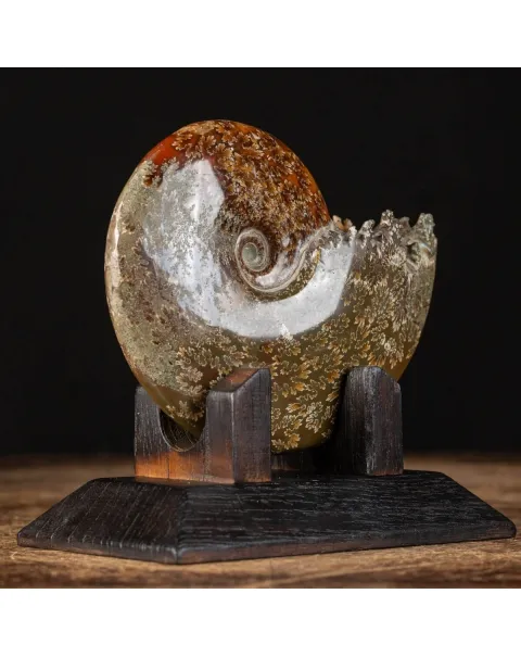 Ammonite Cleoniceras su Base decorativa