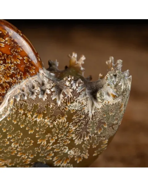 Ammonite Cleoniceras su Base decorativa