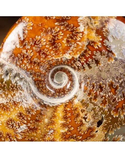 Ammonite Cleoniceras su Base decorativa