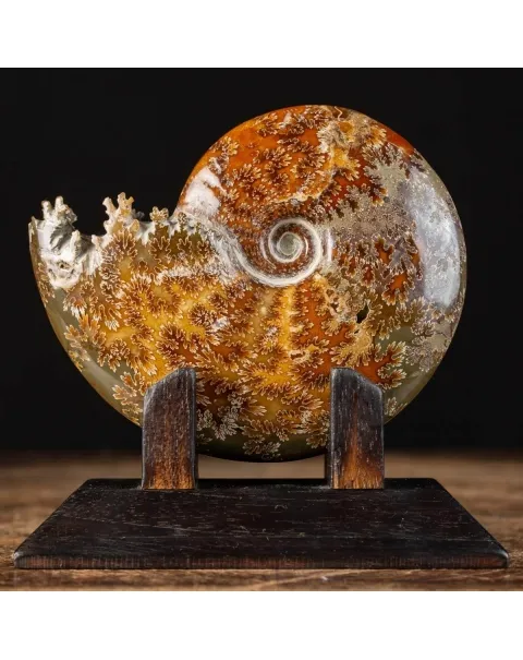 Ammonite Cleoniceras su Base decorativa