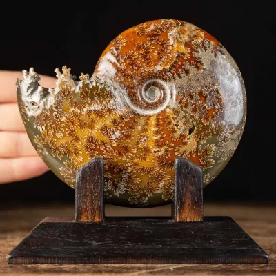 Ammonite Cleoniceras su Base decorativa