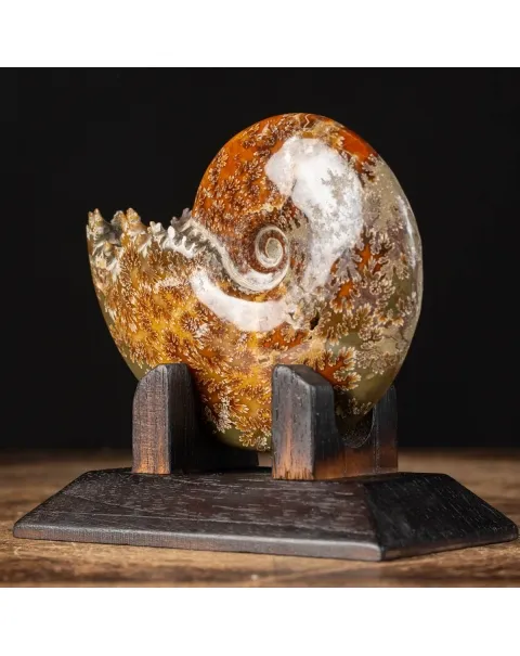 Ammonite Cleoniceras su Base decorativa