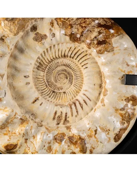 Ammonite Kranaosphinctes Sp. su piantana